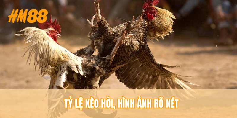 Tỷ lệ kèo hời, hình ảnh rõ nét