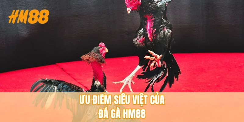 Ưu điểm siêu việt của đá gà HM88